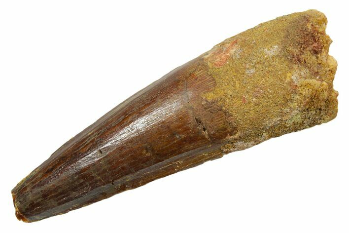 Fossil Spinosaurus Tooth - Real Dinosaur Tooth #349751